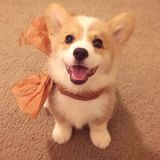 家教