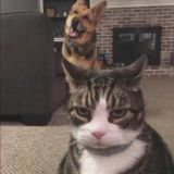 家教