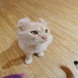 家教