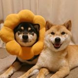 家教