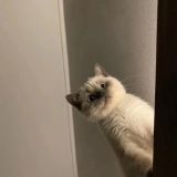 家教