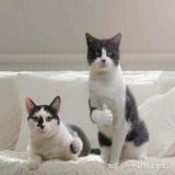 家教