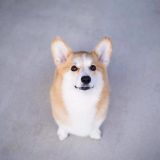 家教