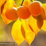 家教