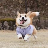 家教