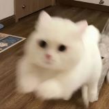 家教
