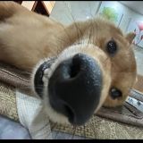 家教