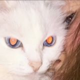 家教